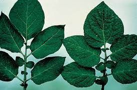 Understanding Potato Virus S: Symptoms, Transmission, and Management