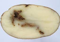 Understanding Tobacco Rattle Virus: A Threat to Your Crop Health