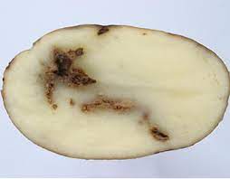 Understanding Tobacco Rattle Virus: A Threat to Your Crop Health 28 Understanding Tobacco Rattle Virus: A Threat to Your Crop Health
