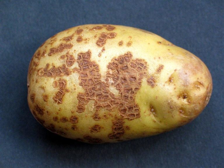 Actinomycetes – causative agents of plant diseases