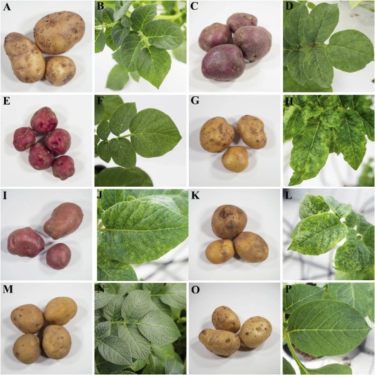 Preventing the Spread of Potato Virus G: A Threat to Potato Production 17 Preventing the Spread of Potato Virus G: A Threat to Potato Production