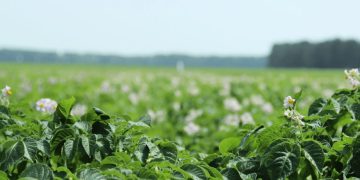 Mitigating Heat and Drought Stress in Potatoes: Is it Possible to Prevent Damage?