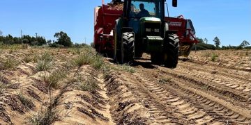 “Unveiling the Flavorful Delights of Portuguese Early New Potatoes in the Spring/Summer 2023 Campaign”