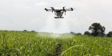 The Future of Farming: Harnessing the Power of AI to Detect Crop Diseases