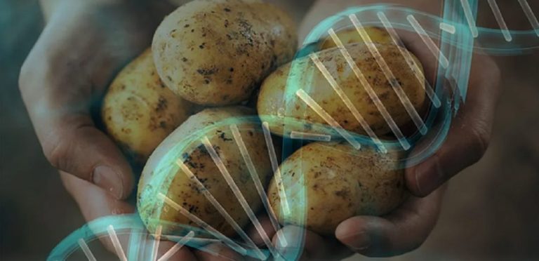 Revolūcija kartupeļu audzēšanā: kā ģenētiskā uzlabošana pārveido kartupeļu nozari Argentīnā