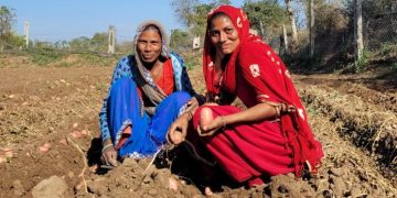 The Importance of Quality Mark for Seed Potatoes in India