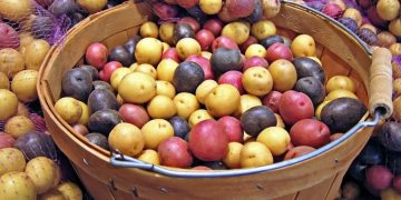 Spud Sentiment: Why the Future of Potatoes is Looking Bright