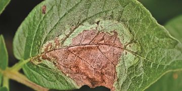 Potato Blight App: Is it Worth the Cost?