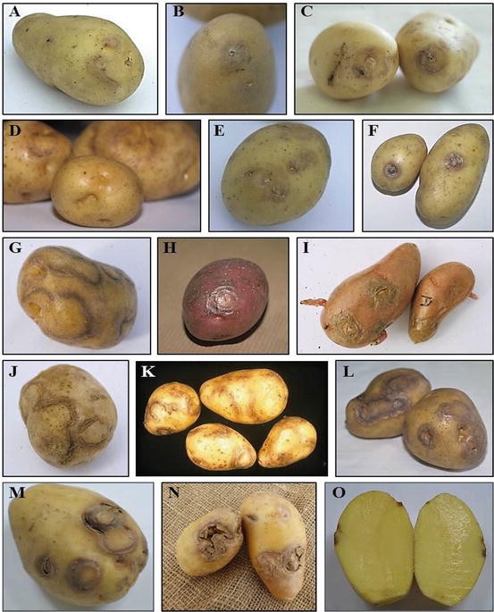 Mitigating the Impact of Potato Virus F on Potato Production 16 Mitigating the Impact of Potato Virus F on Potato Production