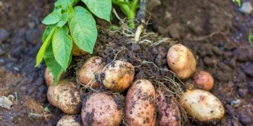 New Environmental Regulation May Threaten Dutch Potato Crops