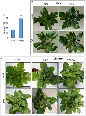 Understanding and Managing Potato Virus L for Optimal Crop Yield 14 Understanding and Managing Potato Virus L for Optimal Crop Yield