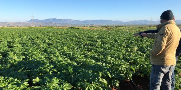 “Christos Hellas & Sons Ltd: Optimizing Production and Trade of Cyprus Agricultural Products”