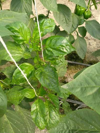 Potato Virus Q: Symptoms, Transmission, and Management Strategies 15 Potato Virus Q: Symptoms, Transmission, and Management Strategies