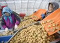 Staff members sort out potatoes at a potato cultivation center in Xiji county, Northwest China's Ningxia Hui autonomous region, March 2, 2023. [Photo/Xinhua]