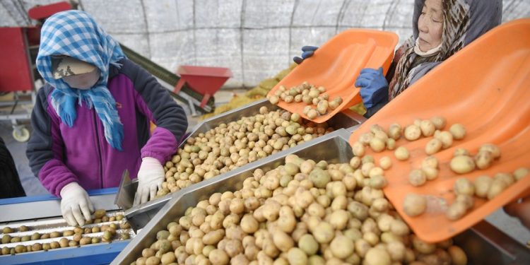 Staff members sort out potatoes at a potato cultivation center in Xiji county, Northwest China's Ningxia Hui autonomous region, March 2, 2023. [Photo/Xinhua]