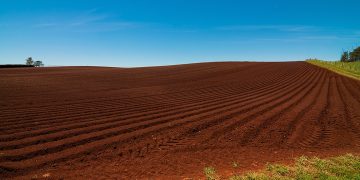 HZPC Group Anticipates an 11% Increase in Turnover: What Does This Mean for the Agriculture Industry?