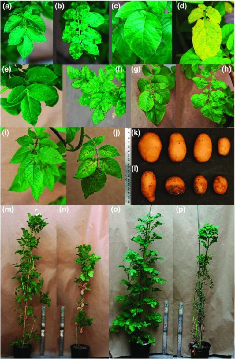 Understanding Potato Virus K: Symptoms, Management, and Prevention Strategies 10 Understanding Potato Virus K: Symptoms, Management, and Prevention Strategies