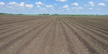 Potato Cultivation for Industrial Processing in the Nizhny Novgorod Region: Potential and Economic Viability