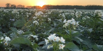 The Development and Impact of Potato Production in China: Optimizing Agricultural Structure and Increasing Costs