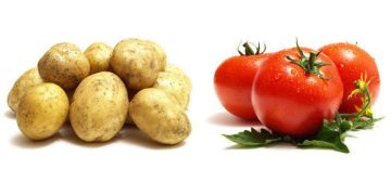 Protecting Your Potato and Tomato Crops: The Latest Surprise Discovery in Agriculture