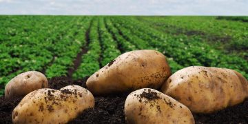 Revolutionizing Potato Farming: An Insight into Northeast Florida’s New Potato Breeding Program