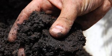 Title: Shallower Cultivation Depths: A New Approach for British Potato Growers in Wet Season