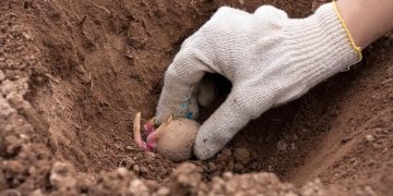 Potato Planting Season Kicks Off with Promising Progress
