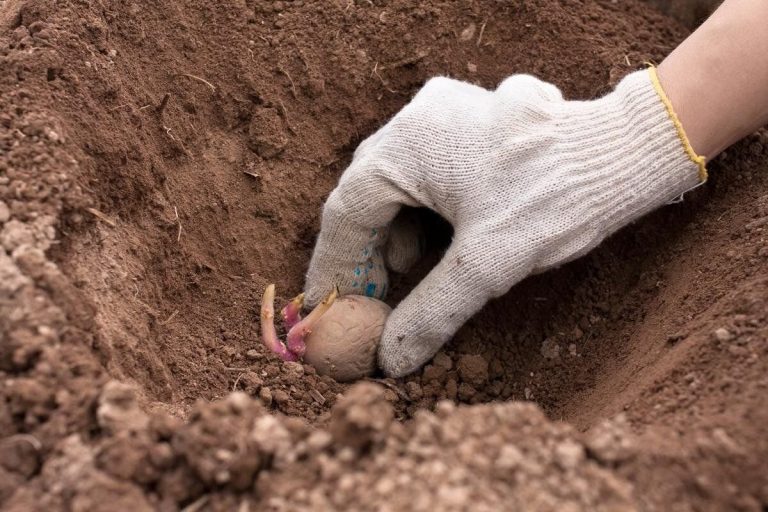 Potato Planting Season Kicks Off with Promising Progress