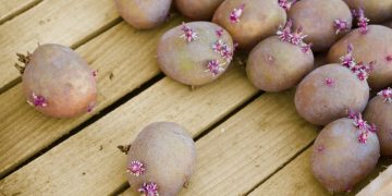 Providing Early Generation Potato Seeds to Wisconsin’s Producers: A Game-Changer in Agriculture