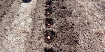 Agrico Announces High Prices for 2022 Potato Seeds Crop