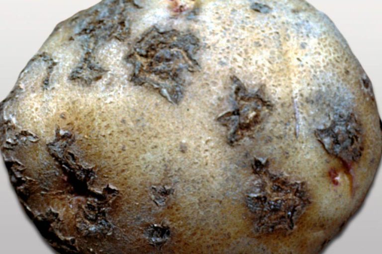 The Battle Against Actinomycetes: Protecting Crops from Phytopathogenic Bacteria 3 The Battle Against Actinomycetes: Protecting Crops from Phytopathogenic Bacteria