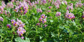 Innovations for a Healthier Harvest: Promising Results in Battling Viruses in the US Potato Industry