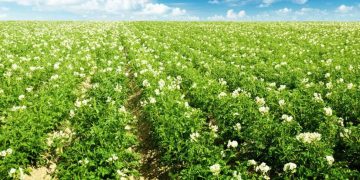 Picketa Systems Deploys New Lens™ Potato Plant Tissue Analysis System, Secures CAD 14M in Seed Round