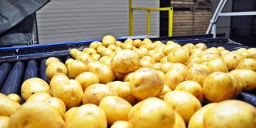 Dutch Demand for Processing Potatoes Grows Robustly in March 2023: What Farmers and Agronomists Need to Know