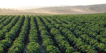 Egypt’s Potato Production Soars Despite Weather Challenges: A Look at the Latest Data