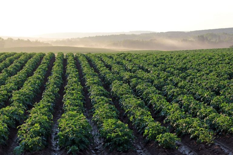 Egypt’s Potato Production Soars Despite Weather Challenges: A Look at the Latest Data