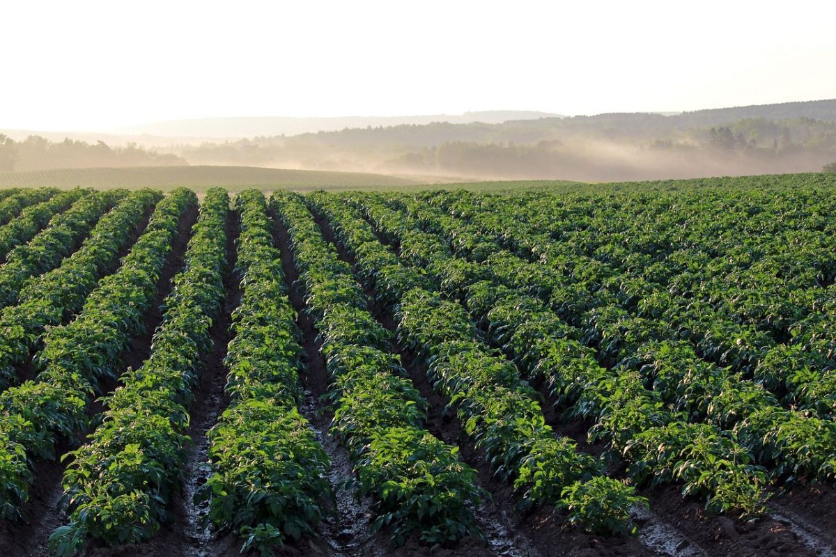 Egypt’s Potato Production Soars Despite Weather Challenges: A Look at the Latest Data