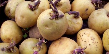 The Decline of Canadian Potato Storage Holdings: What Farmers and Agronomists Need to Know