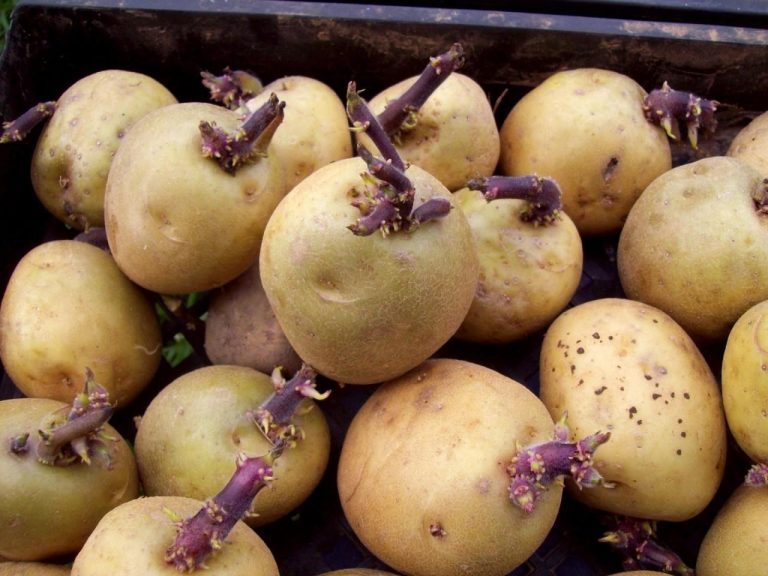 The Decline of Canadian Potato Storage Holdings: What Farmers and Agronomists Need to Know