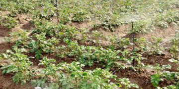 Boost Agricultural Efficiency with Modern Irrigation Techniques and Agrochemical Equipment – VIETPO