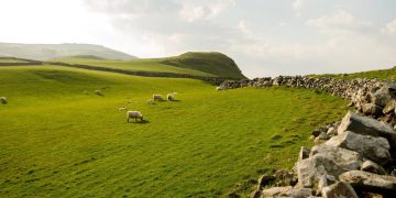 Scottish Seed Potato Exporters Eye Return to Northern Ireland and EU Markets