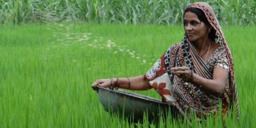 Empowering Women Farmers: ARC Potato Seed Multiplication in Meghalaya