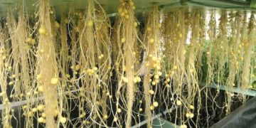 Way Forward. Future Road Map of CPRI.