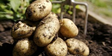 Battle for Limited Supply of Old-Crop Potatoes Pushes Prices Up in Northern Europe