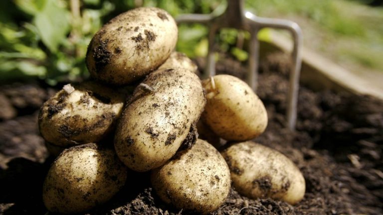 Battle for Limited Supply of Old-Crop Potatoes Pushes Prices Up in Northern Europe 42 Battle for Limited Supply of Old-Crop Potatoes Pushes Prices Up in Northern Europe