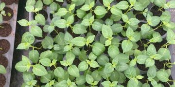 Revolutionizing Agriculture: Optimizing Crop Production with Tissue Culture Technology