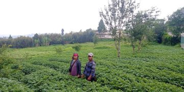 Empowering Farmers: Meghalaya’s ARC Potato Seed Revolution