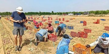 Revolutionizing Agriculture: NABC Members HZPC and The Salt Doctors Collaborate for Salt-Resistant Potatoes in Egypt