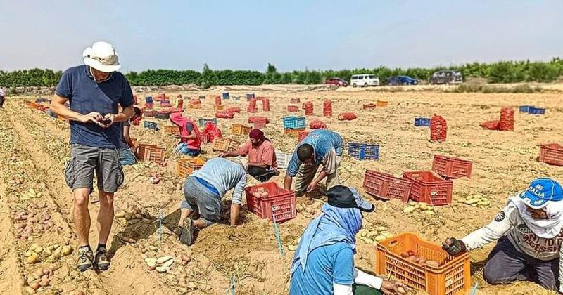 कृषि में क्रांतिकारी बदलाव: NABC सदस्य HZPC और साल्ट डॉक्टर मिस्र में नमक-प्रतिरोधी आलू के लिए सहयोग करते हैं