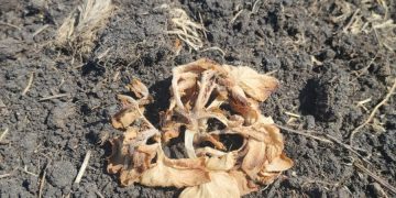 Unpredictable Weather Challenges Potato Plantations in Northern Poland